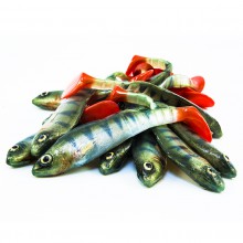 Angry Lures ANGRY  Perch Multi Jointed 13,5 18g Pike 