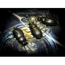 Gumy FishUp Maybug 1" 25mm (5szt.) kolor 016 - Lox/Green & Black