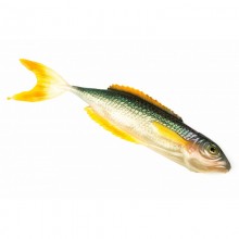 Guma FishB Vertigo 12cm kolor 3